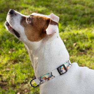 Cute Corgi Pet Collar - Angel Dog Collar - Dog Print Dog Collar Dog Walking Pets Supplies Size : M|L 
